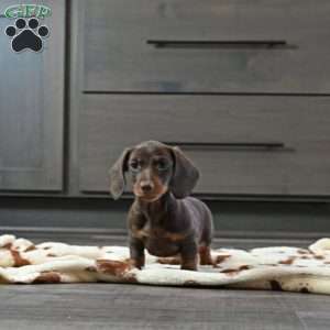 Buttercup, Dachshund Puppy